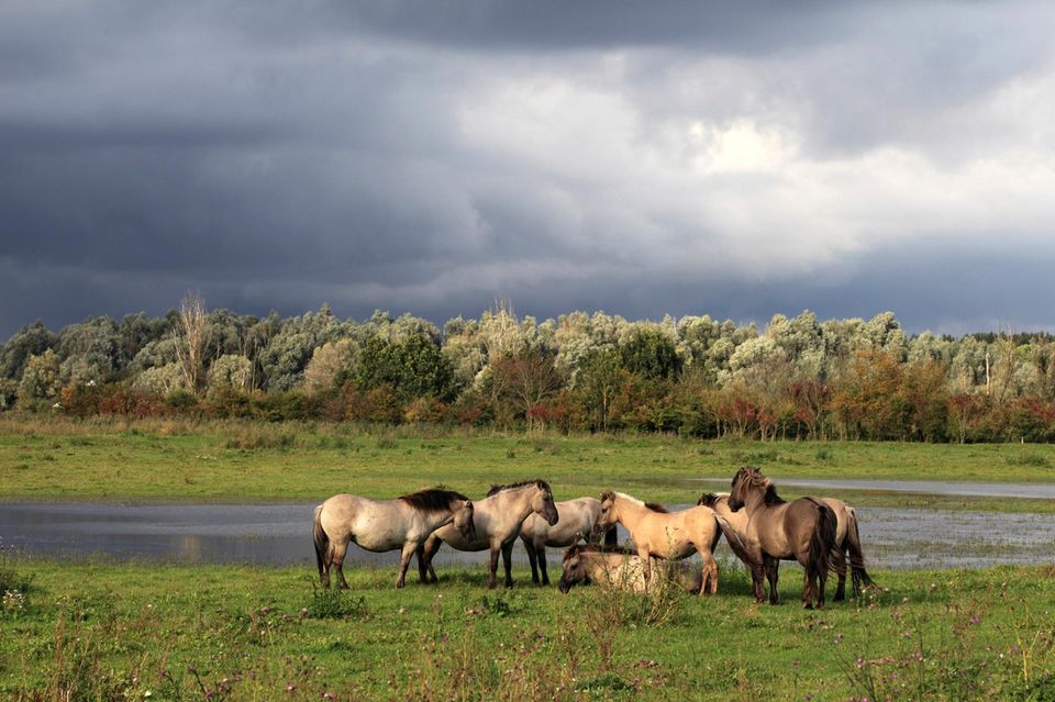 Ostvaardplassen mit Konicpferden