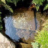 Die Quelle der Moldau im Nationalpark Sumava, in der Münzen am Grund liegen