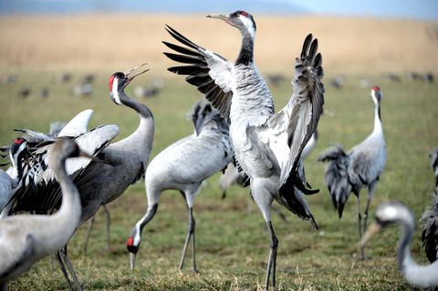 Kraniche inMecklenburg Vorpommern