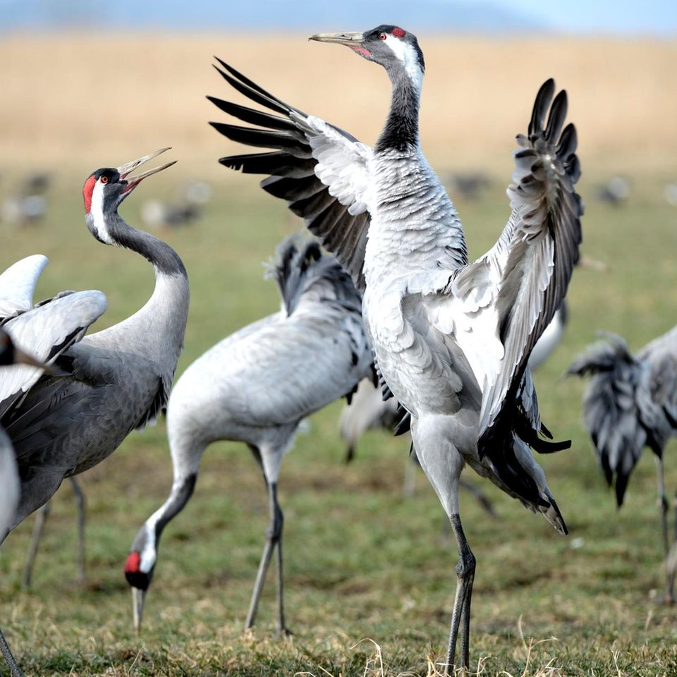 Kraniche inMecklenburg Vorpommern