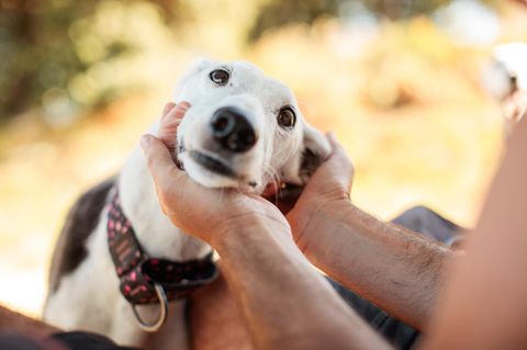 Dankbar schauender Hund hält seinen Kopf in den Händen