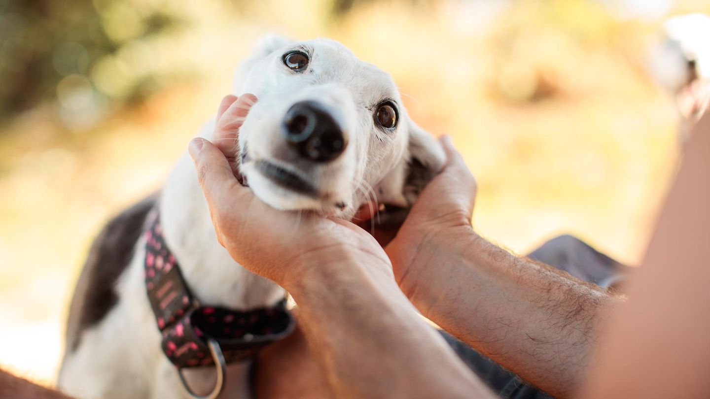 Dankbar schauender Hund hält seinen Kopf in den Händen