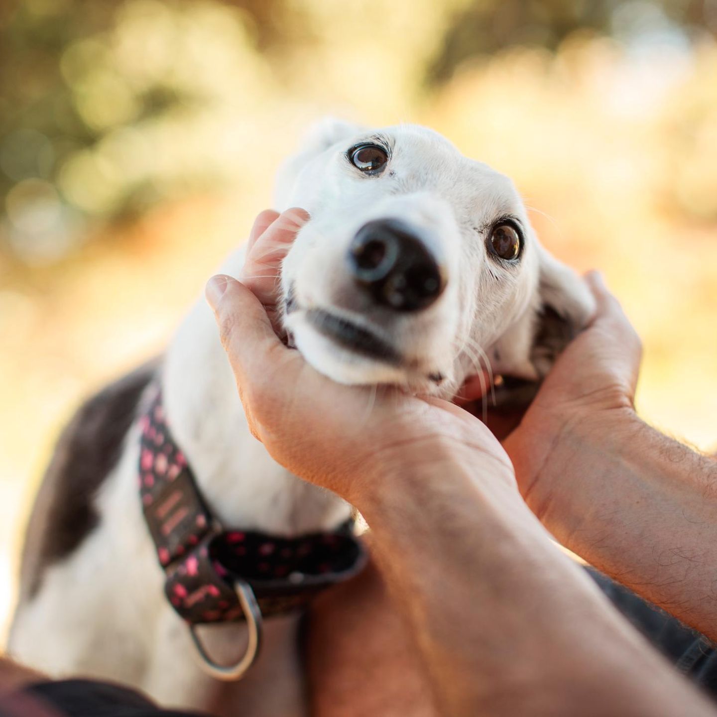 Dankbar schauender Hund hält seinen Kopf in den Händen