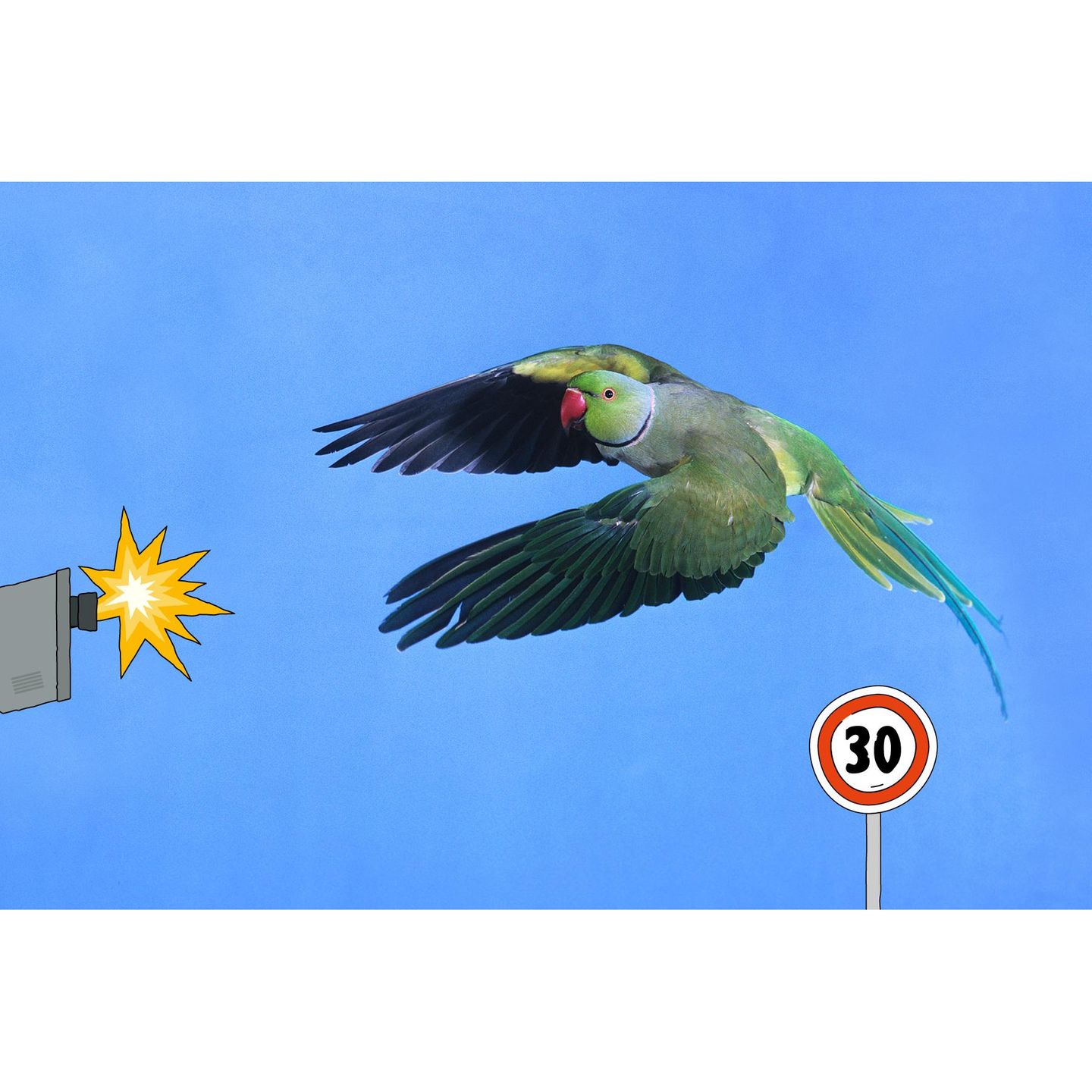 Halsbandsittiche: Achtung, Tiefflieger!