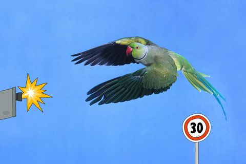 Halsbandsittiche: Achtung, Tiefflieger!
