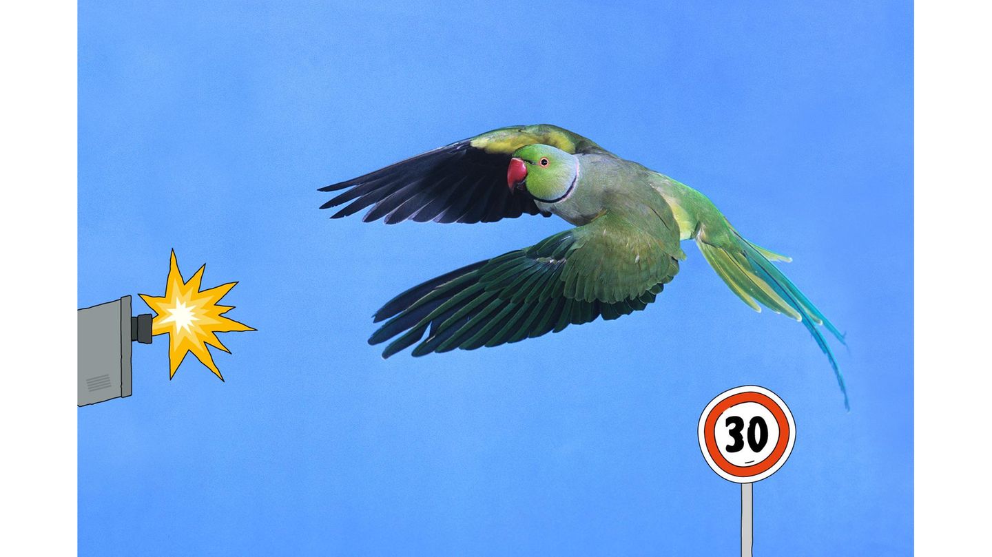 Halsbandsittiche: Achtung, Tiefflieger!