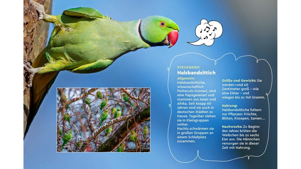 Nicht zu überhören: Wo Halsbandsittiche sich niederlassen, machen sie Radau – und Dreck.