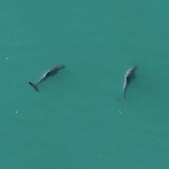 Vaquitas: Jahrelang bekam niemand diese Tiere zu Gesicht – nun haben Forschende sie gefilmt