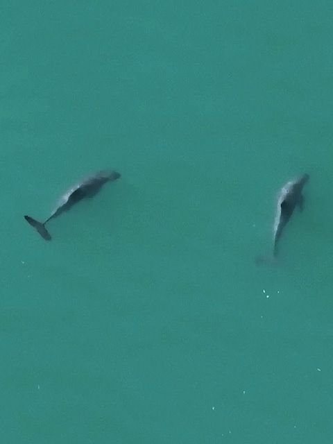 Vaquitas: Jahrelang bekam niemand diese Tiere zu Gesicht – nun haben Forschende sie gefilmt
