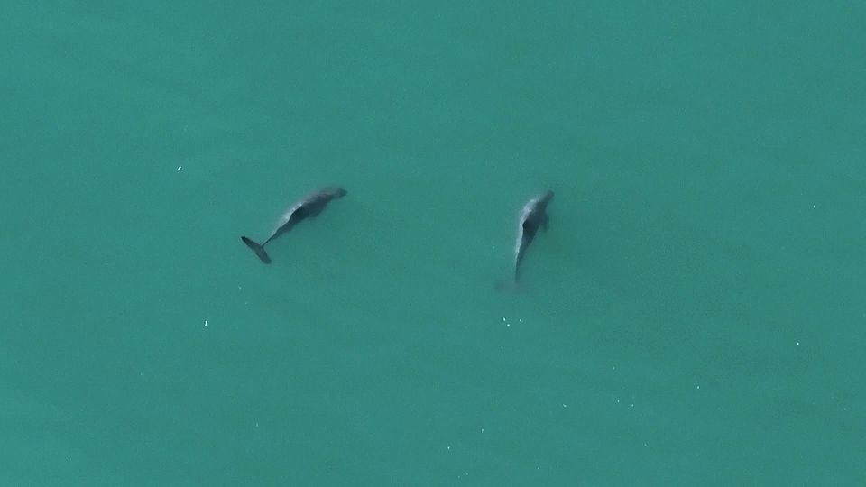 Vaquitas: Jahrelang bekam niemand diese Tiere zu Gesicht – nun haben Forschende sie gefilmt