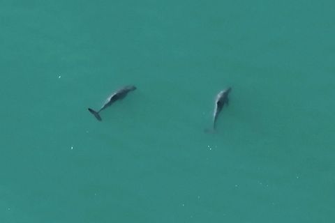 Vaquitas: Jahrelang bekam niemand diese Tiere zu Gesicht – nun haben Forschende sie gefilmt