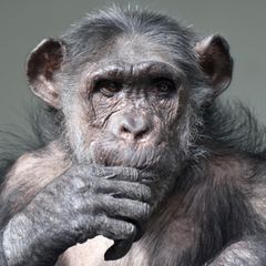 Porträtfoto eine nachdenklichen Schimpansen