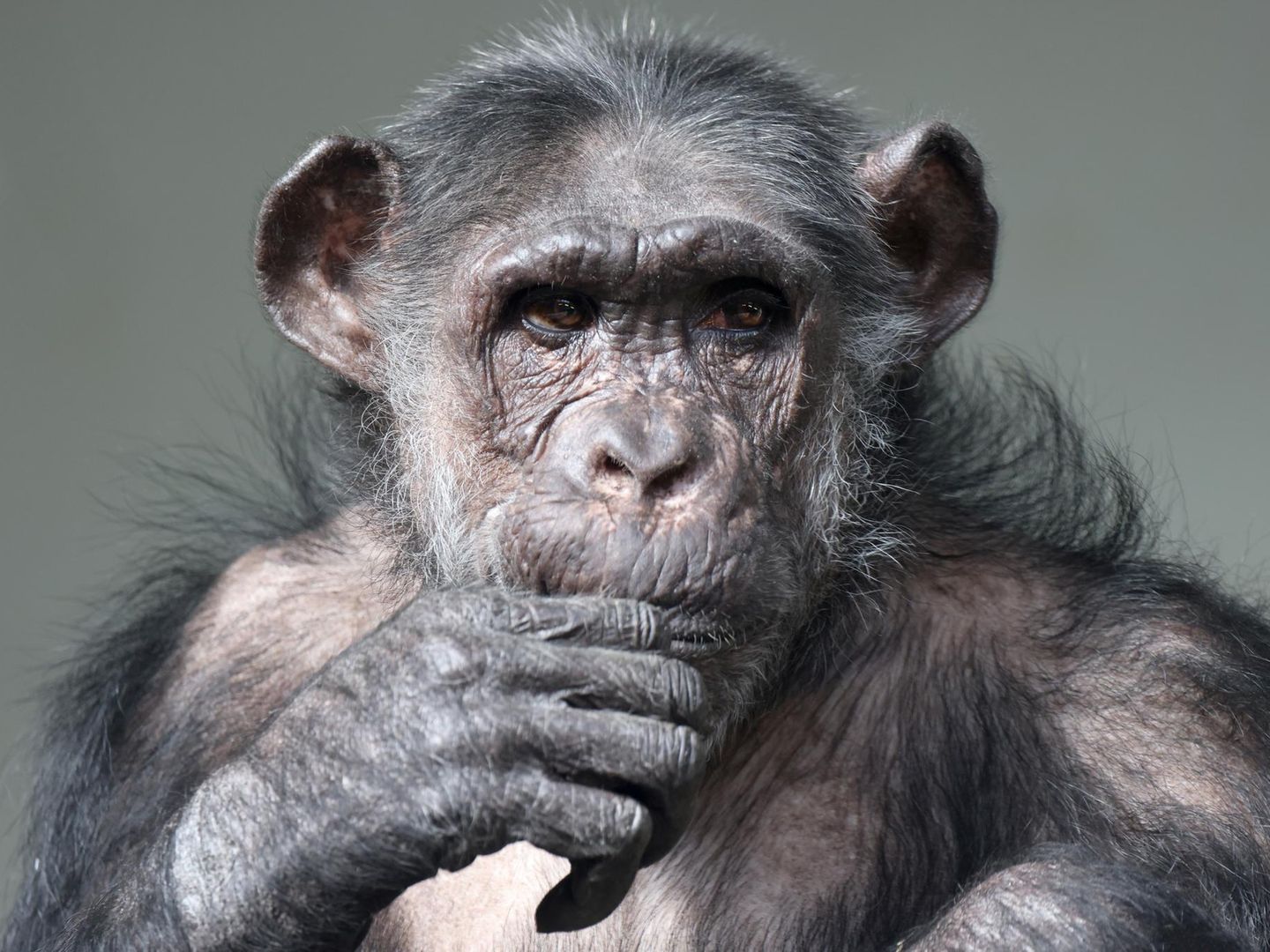 Efirda italyan erotik seks film