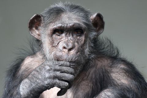 Porträtfoto eine nachdenklichen Schimpansen