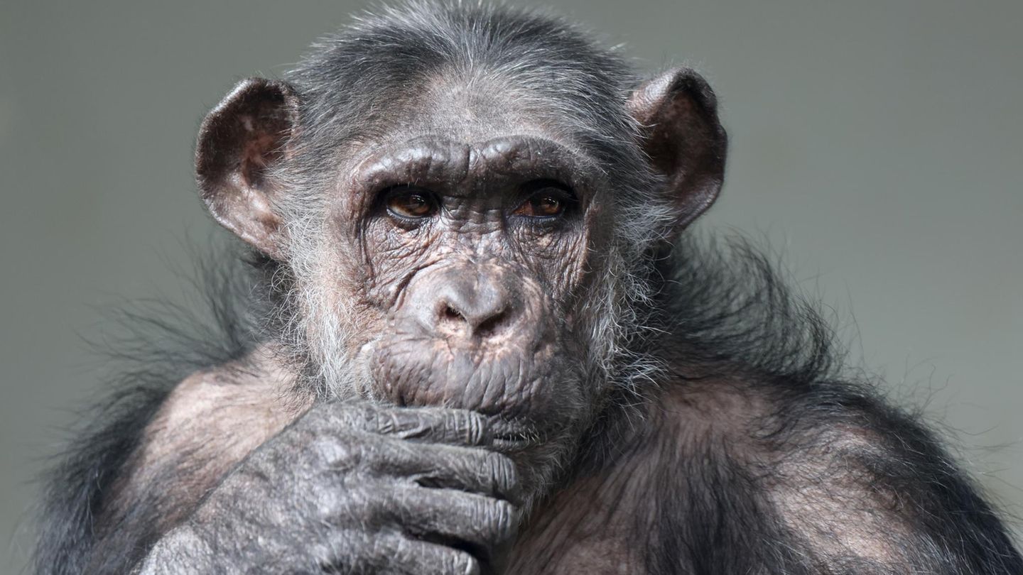 Porträtfoto eine nachdenklichen Schimpansen