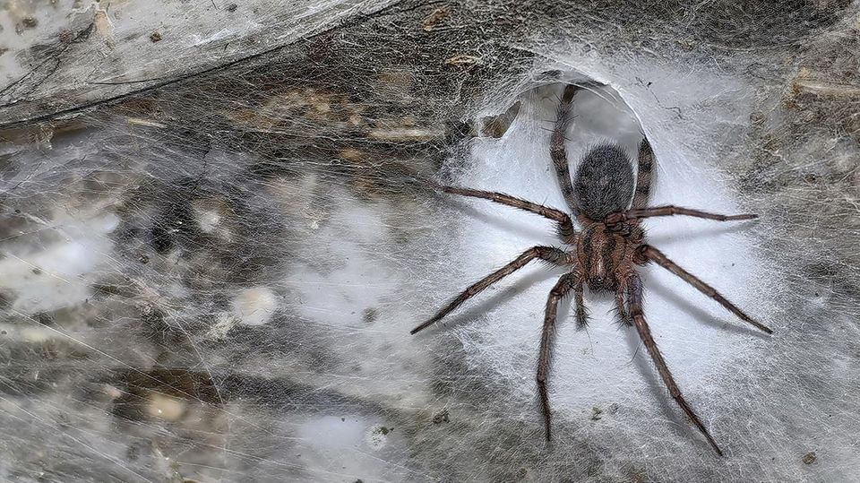 In der Schwefelhöhle sitzt eine Hauswinkelspinne in ihrem Trichter. Die unterirdische Population ernährt sich von Zuckmücken     © Urak et al. 2025, Subterranean Biology, CC BY 4.0