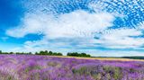 Provence