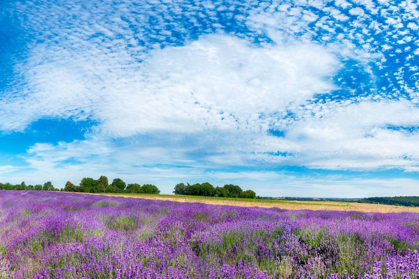 Provence