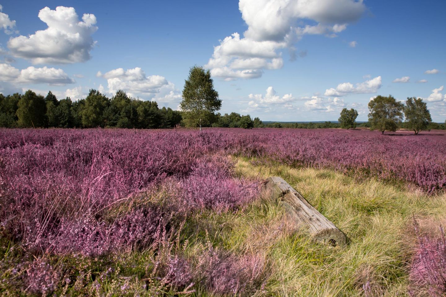 Lüneburger Heide
