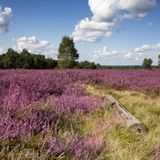 Lüneburger Heide