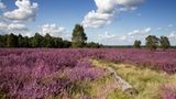 Lüneburger Heide