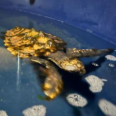 Meeeresschildkröte auf Sylt