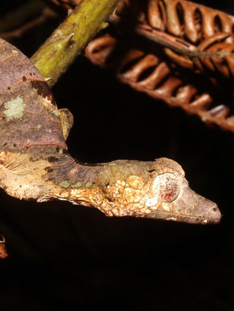 Ein Blattschwanzgecko ist gut getarnt zwischen Zweigen
