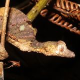 Ein Blattschwanzgecko ist gut getarnt zwischen Zweigen