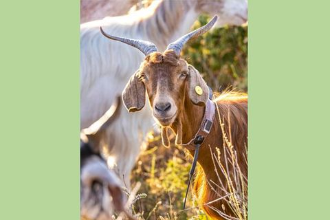 Für das ICARUS-Projekt tragen die Ziegen Sender um den Hals. So können die Forschenden beobachten, wann und wohin sich die Tiere bewegen.