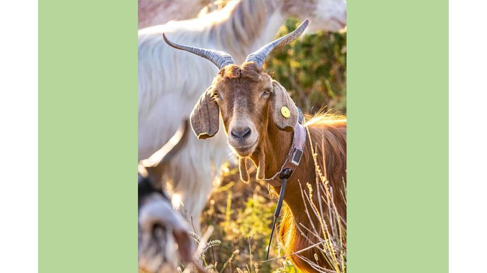 Für das ICARUS-Projekt tragen die Ziegen Sender um den Hals. So können die Forschenden beobachten, wann und wohin sich die Tiere bewegen.