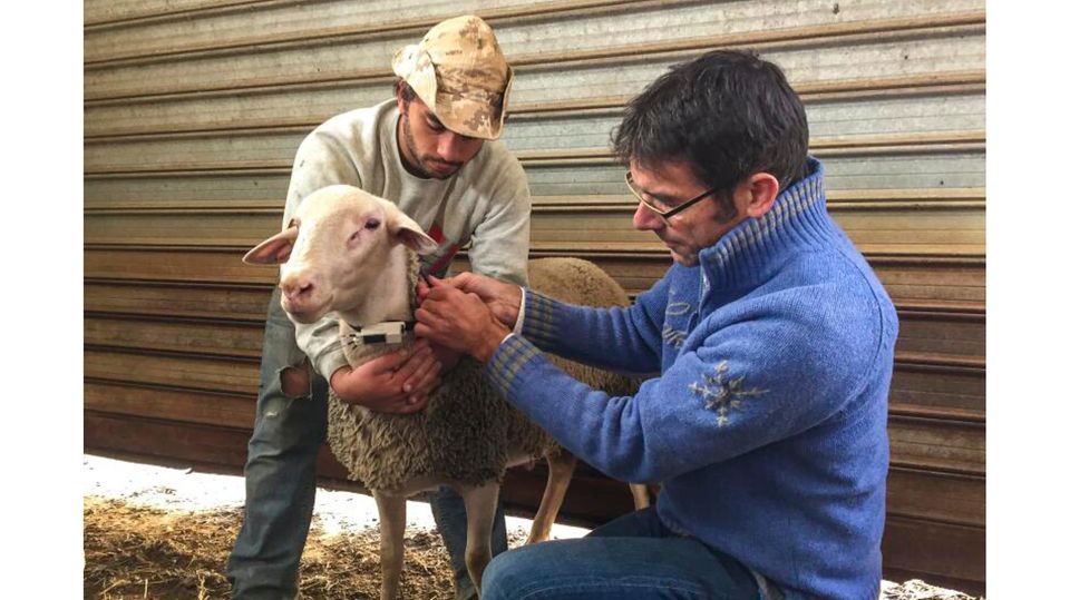 Nachdem im Jahr 2016 ein Erdbeben die Region erschütterte, besenderte das ICARUS-Team Schafe und andere Tiere auf einem Bauernhof in den italienischen Abruzzen.