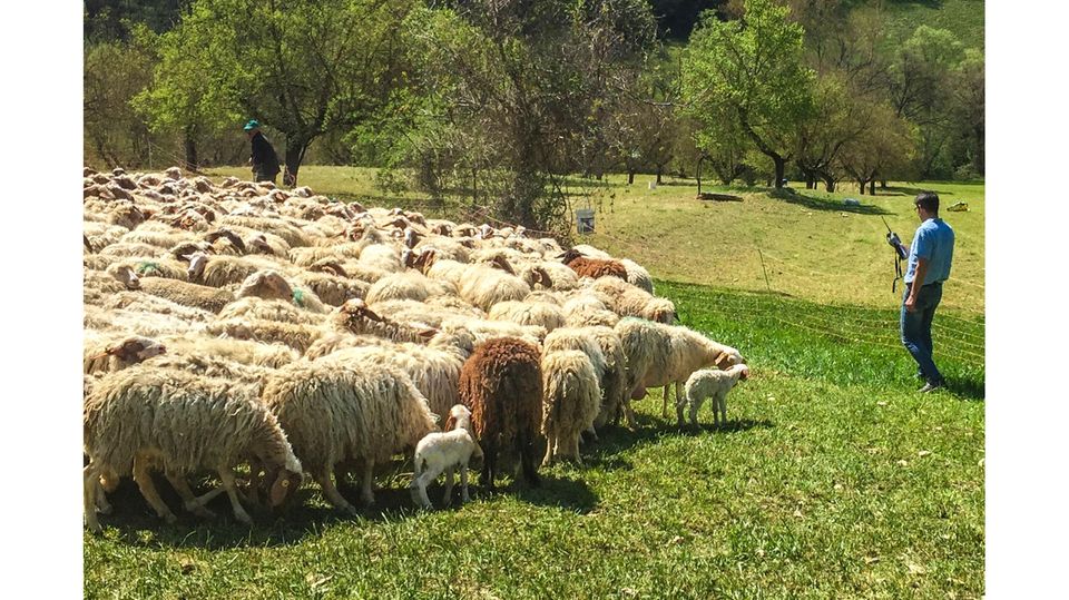 Die Aufzeichnungen dieser Schafherde zeigen, dass sie bereits vor dem Nachbeben unruhig wurden.