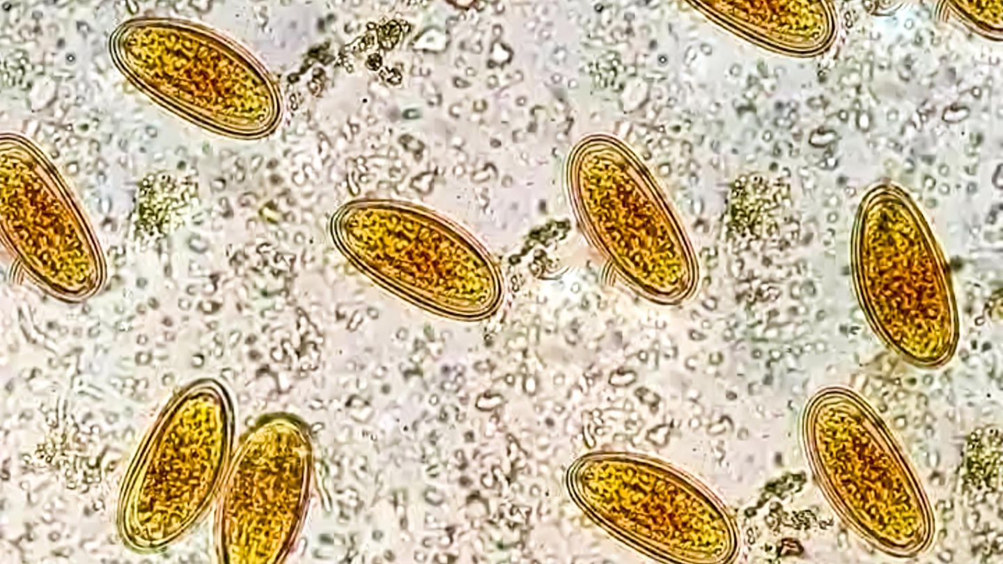 Versteinerter-Kot-Was-mehr-als-1000-Jahre-alte-F-kalien-ber-unsere-Vorfahren-verraten