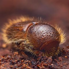Makrofotografie eines Borkenkäfers, brauner Körper mit hellen abstehenden Härchen.