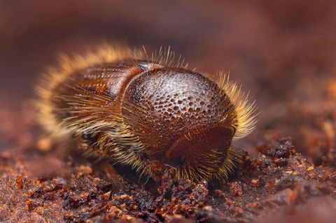Makrofotografie eines Borkenkäfers, brauner Körper mit hellen abstehenden Härchen.