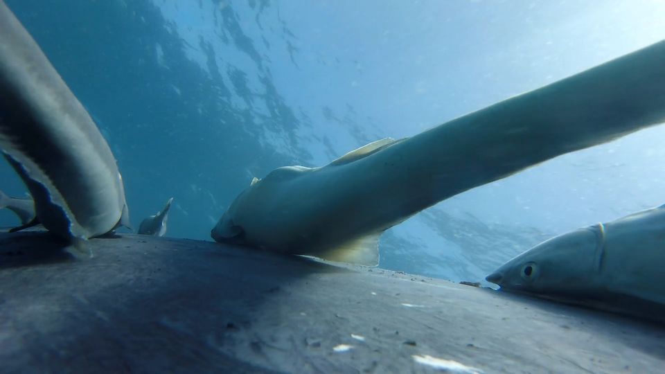 Tierverhalten: Faszinierende Aufnahmen: Fische reisen per Anhalter auf Buckelwalen mit