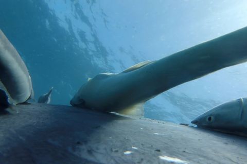 Tierverhalten: Faszinierende Aufnahmen: Fische reisen per Anhalter auf Buckelwalen mit