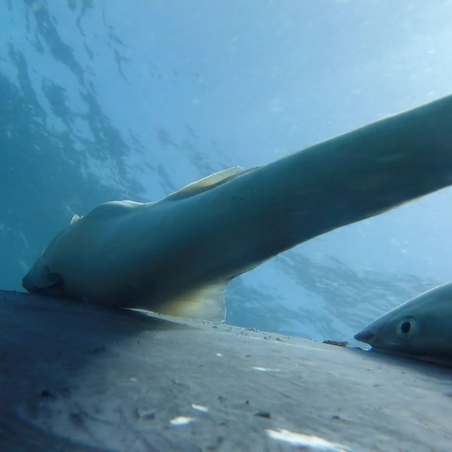 Tierverhalten: Faszinierende Aufnahmen: Fische reisen per Anhalter auf Buckelwalen mit