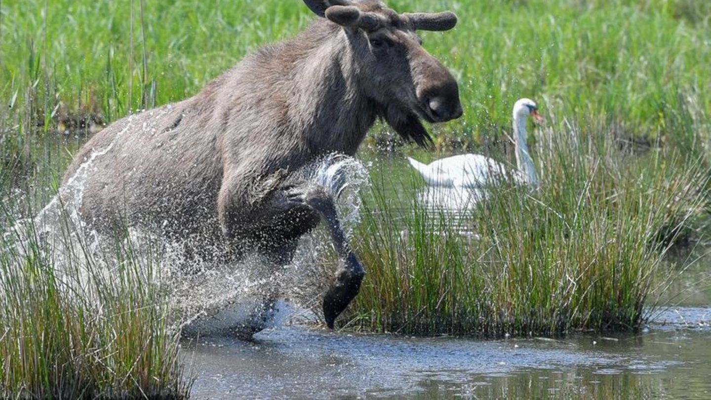 Experten glauben, dass sich die Tiere künftig wieder dauerhaft in Deutschland ansiedeln könnten. (Symbolbild) Foto: Patrick Pleu