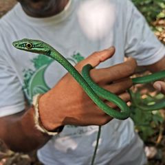 Principe-Smaragdnatter