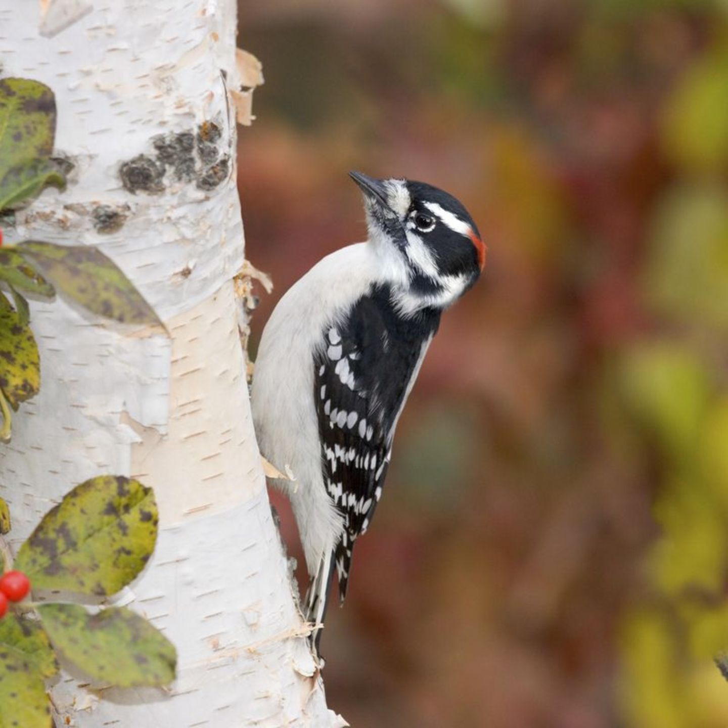 Dunenspecht-Männchen