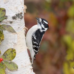 Dunenspecht-Männchen