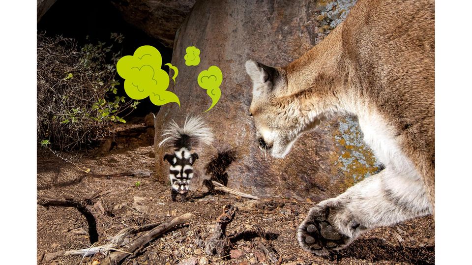 Große Show: Fühlt sich ein Fleckenskunk bedroht, macht er sich groß - und stellt sich auf die Vorderfüße. Kommt ihm der Angreifer wie dieser Puma zu nah, gibts ’ne Ladung Stunk.