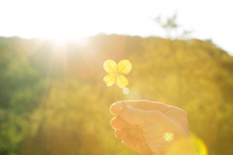 Eine Hand hält ein vierblättriges Kleeblatt ins Gegenlicht
