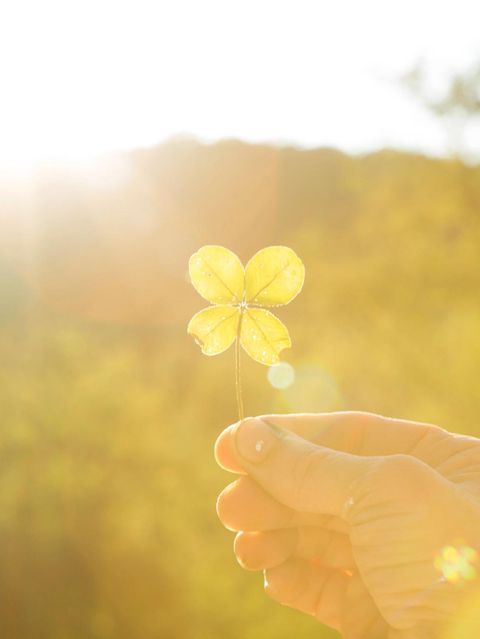 Eine Hand hält ein vierblättriges Kleeblatt ins Gegenlicht
