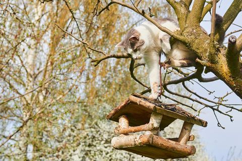 Katze am Vogelhaus