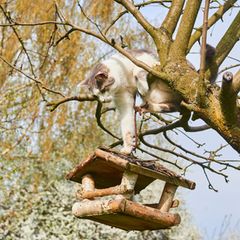 Katze am Vogelhaus