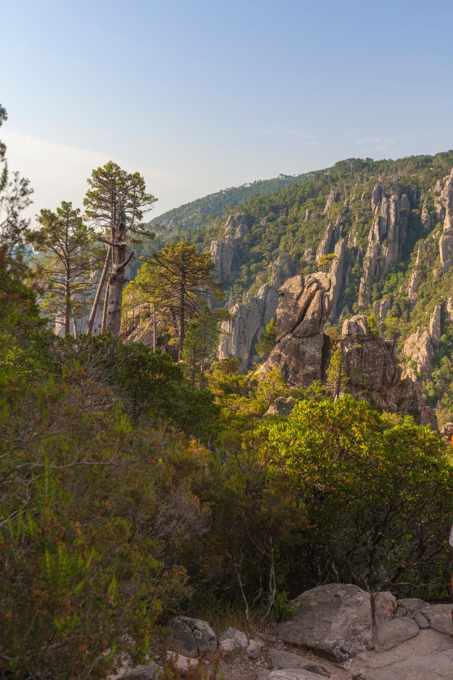 Berglandschaft mit Bäumen im L'Ospedale massif Piscia Di Gallo Zonza