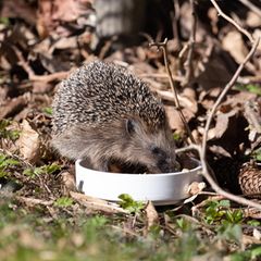 Niedlicher Igel frisst Futter aus weisser Schüssel im Laub
