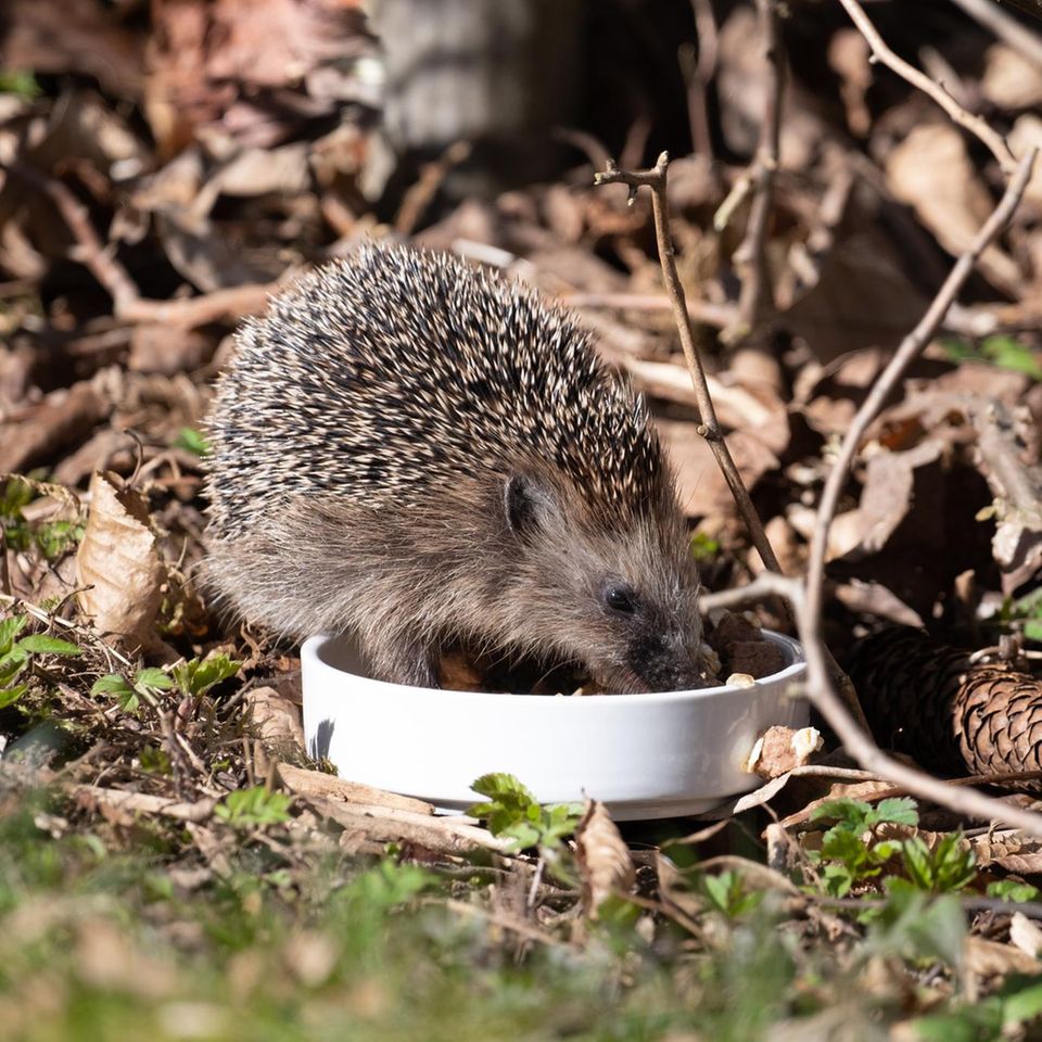 Niedlicher Igel frisst Futter aus weisser Schüssel im Laub